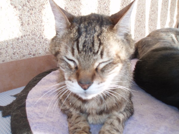 Norman meditando...