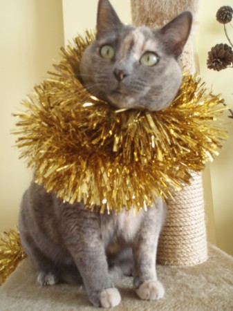 Diana de Navidad!