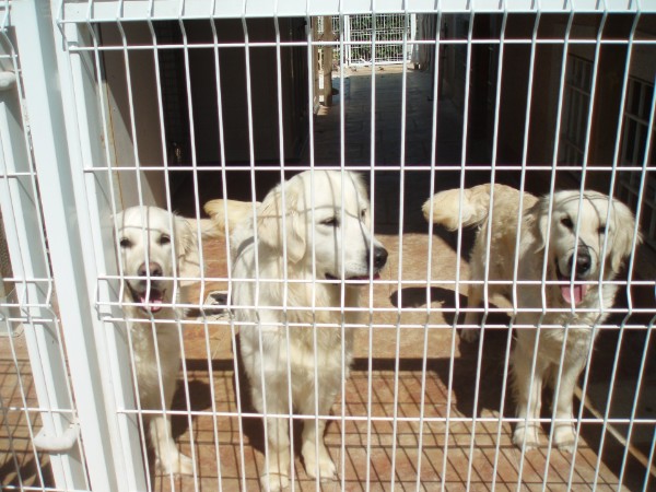Gustavo y compañia