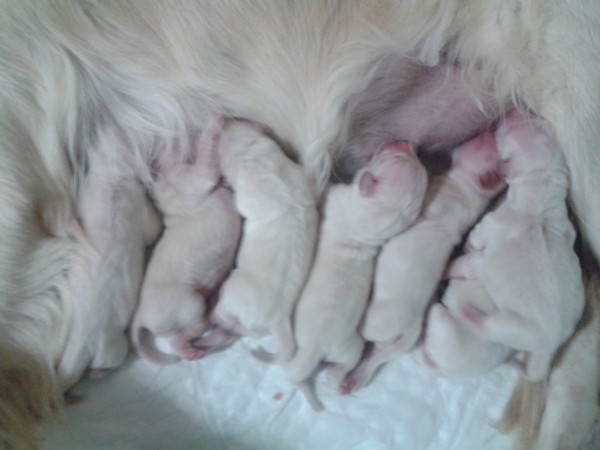 Los siete cachorros